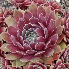 Sempervivum 'Irazu'