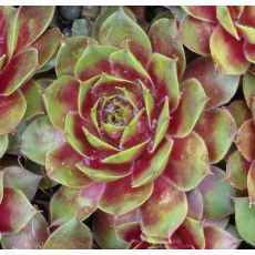Sempervivum 'Gay Jester'