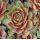 Sempervivum 'Gay Jester'