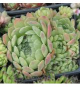 Sempervivum ciliosum 'Borisii'