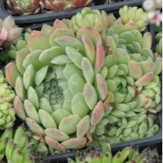 Sempervivum ciliosum 'Borisii'