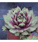 Sempervivum 'Santis'