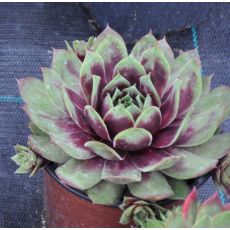 Sempervivum 'Santis'