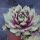 Sempervivum 'Santis'