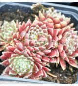 Sempervivum 'Silberring'