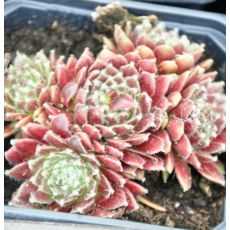 Sempervivum 'Silberring'