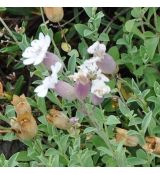 Silene maritima 'Weisskehlchen'