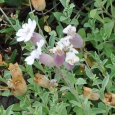 Silene maritima 'Weisskehlchen'