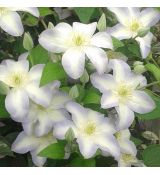 Clematis 'Yukikomachi' 2l