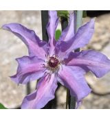 Clematis 'Dzieci Warszawy' 2l