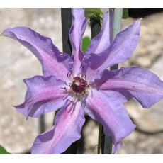 Clematis 'Dzieci Warszawy' 2l