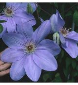 Clematis 'Mrs Cholmodeley' 2l