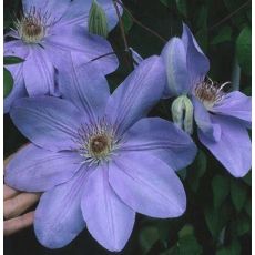 Clematis 'Mrs Cholmodeley' 2l