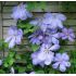 Clematis 'Mrs Cholmodeley' 2l