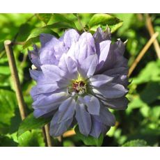 Clematis 'Teshio' 2l