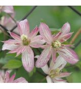 Clematis montana 'Marjorie' 2l