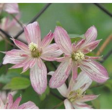 Clematis montana 'Marjorie' 2l