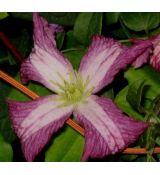 Clematis 'Minuet' 2l