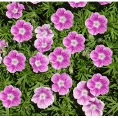 Geranium sanguineum 'Elke'