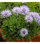 Globularia cordifolia