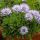 Globularia cordifolia