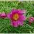 Paeonia anomala 2l