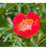 Paeonia peregrina 'Otto Froebel'