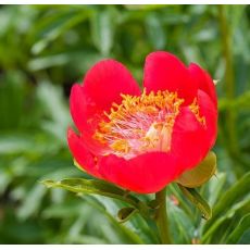 Paeonia peregrina 'Otto Froebel'