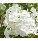 Phlox paniculata 'Adessa White'