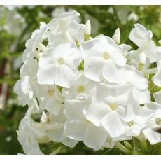 Phlox paniculata 'Adessa White'