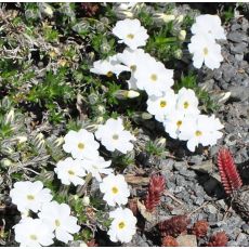 Phlox douglasii  'White Admiral'