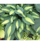 Hosta 'Gypsy Rose'