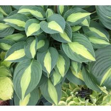 Hosta 'Gypsy Rose'