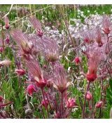 Geum triflorum