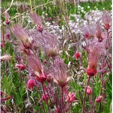 Geum triflorum