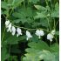 Dicentra spectabilis alba K9