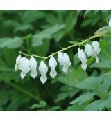 Dicentra spectabilis alba K9