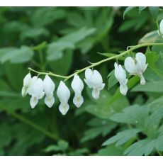 Dicentra spectabilis alba K9