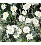 Achillea ptarmica 'The Pearl'