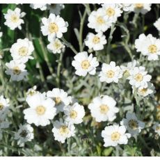 Achillea ptarmica 'The Pearl'