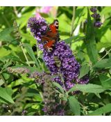 Buddleja 'Black Knight'