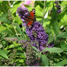 Buddleja 'Black Knight'