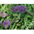 Buddleja 'Black Knight'