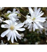 Magnolia stellata 'Royal Star' 1,3 m