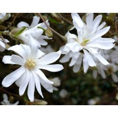 Magnolia stellata 'Royal Star' 1,3 m