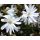 Magnolia stellata 'Royal Star' 1,3 m