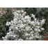 Magnolia stellata 'Royal Star' 1,3 m