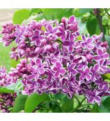 Syringa vulgaris 'Sensation' 2l