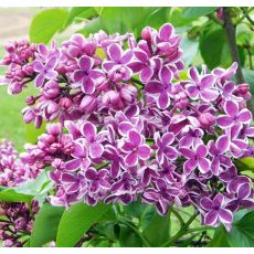 Syringa vulgaris 'Sensation' 2l