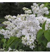 Syringa vulgaris 'Mme Lemoine' 2l